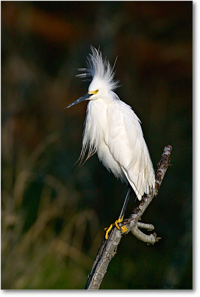 SnowyEgret_ChincoNWR-WLL_2004May_1FFT4073