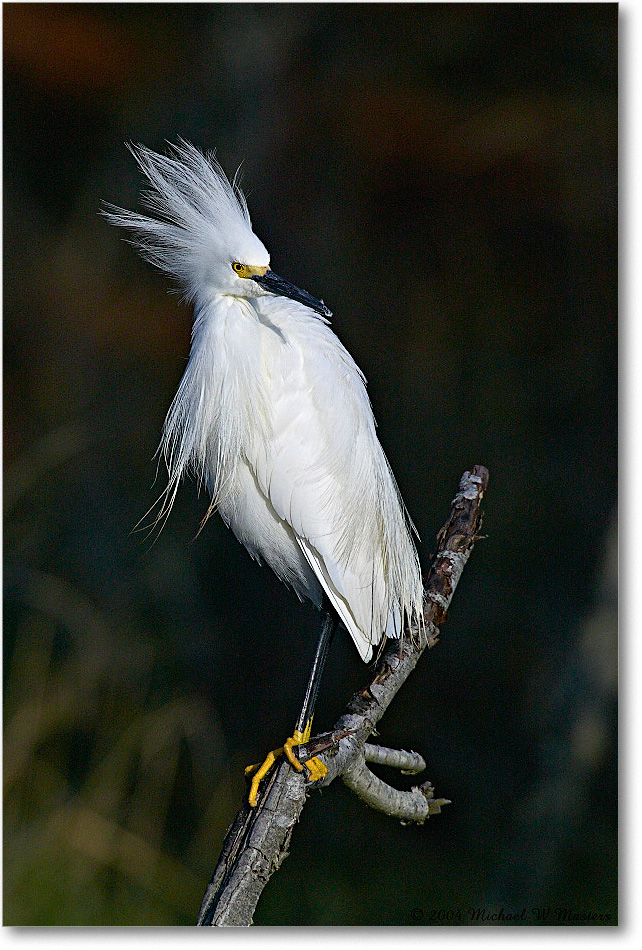 SnowyEgret_ChincoNWR-WLL_2004May_1FFT4074