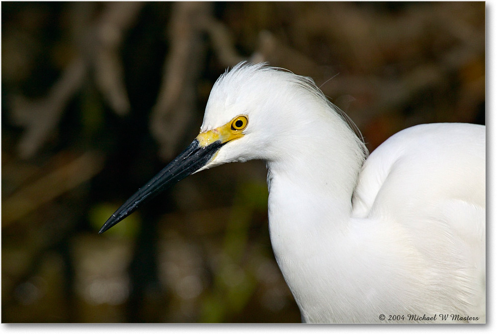 SnowyEgret_ChincoNWR-WLL_2004May_1FFT4150