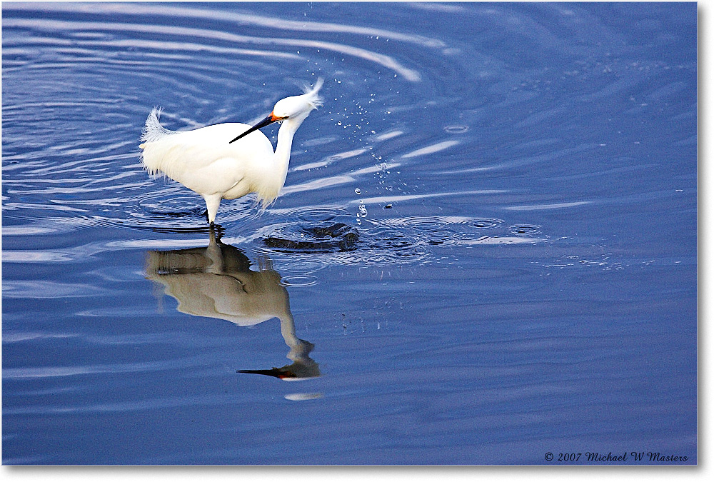 SnowyEgret_ChincoNWR-bdp_2007May_Y2F1971