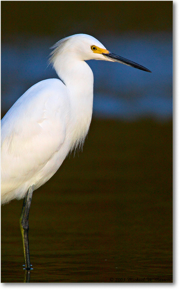 SnowyEgret_ChincoNWR_2003Oct_1FFT2842