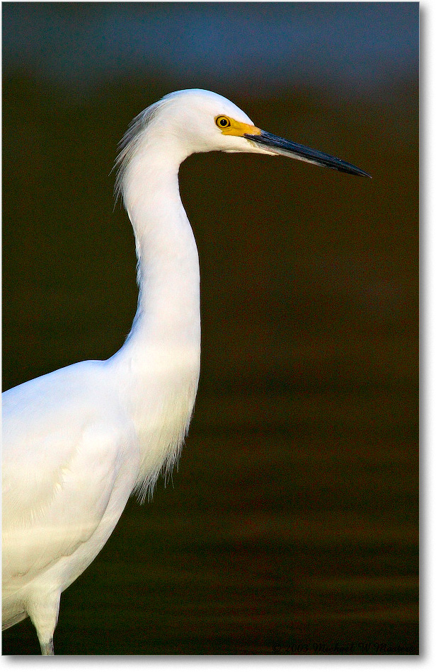 SnowyEgret_ChincoNWR_2003Oct_1FFT2843