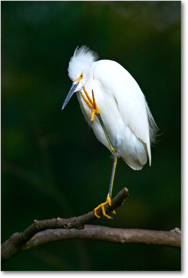 SnowyEgret_ChincoNWR_2003Oct_1FFT3336