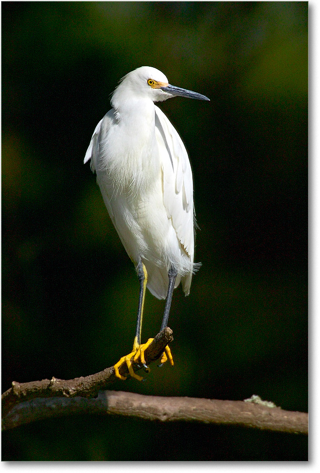 SnowyEgret_ChincoNWR_2003Oct_1FFT3339