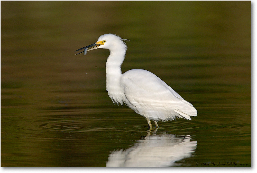 SnowyEgret_ChincoNWR_2004Oct1_FFT5792