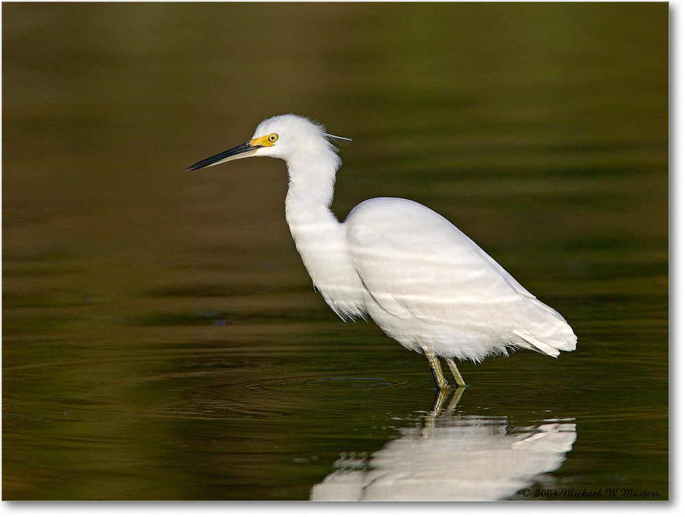 SnowyEgret_ChincoNWR_2004Oct1_FFT5794