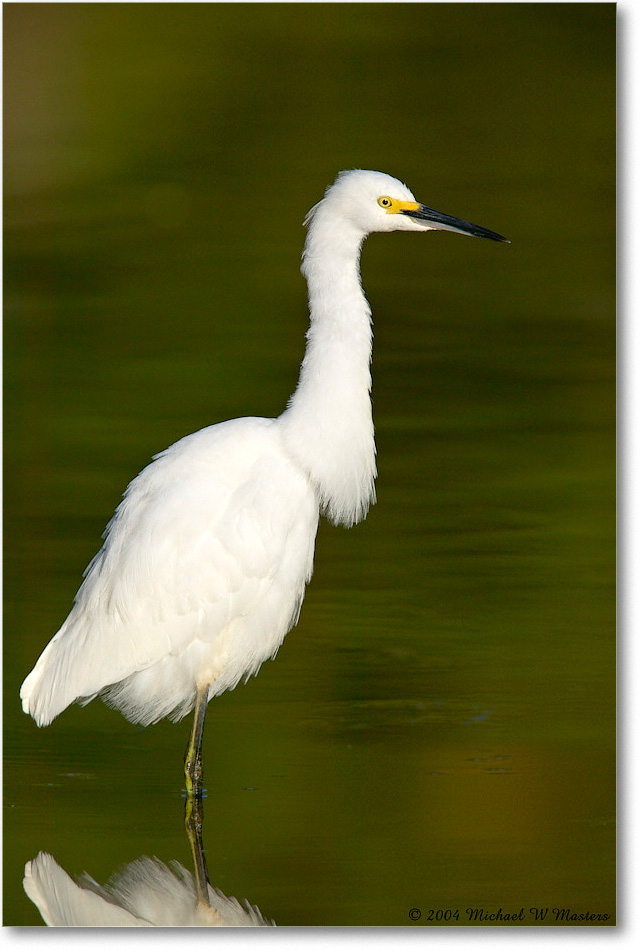 SnowyEgret_ChincoNWR_2004Oct1_FFT5930