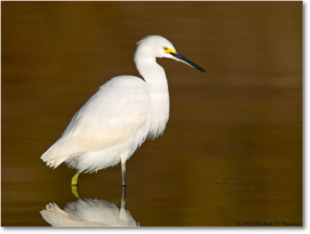 SnowyEgret_ChincoNWR_2004Oct1_FFT6539