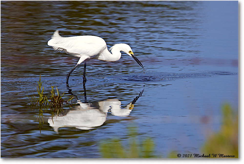 SnowyEgret_ChincoNWR_2021Jun_R5A04606