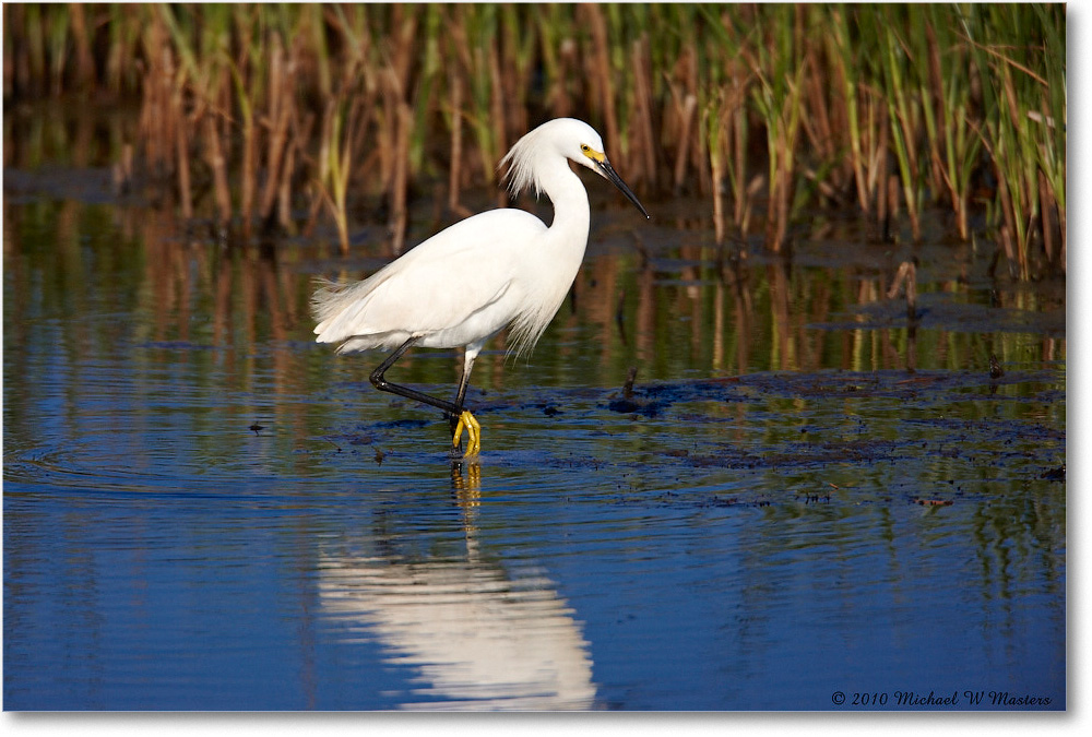 SnowyEgret_ChincoNWR_bdp_2010Jun_S3A1792