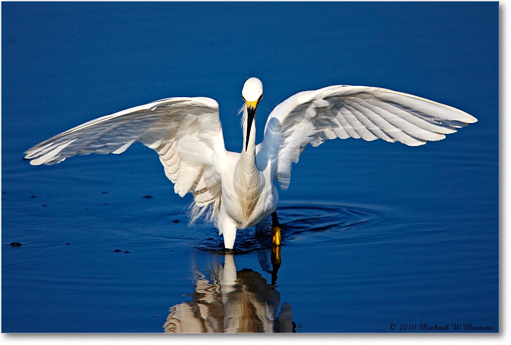 SnowyEgret_ChincoNWR_bdp_2010Jun_S3A1816