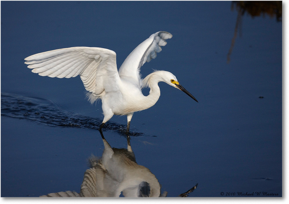 SnowyEgret_ChincoNWR_bdp_2010Jun_S3A2014