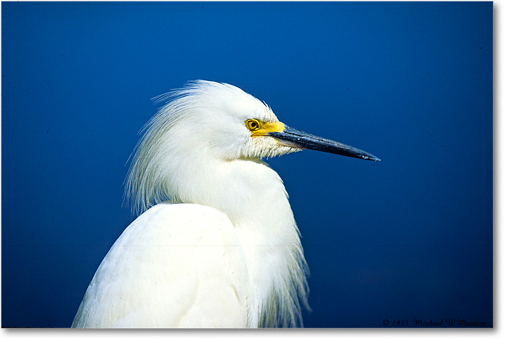 SnowyPortrait_ChincoNWR-EgtAlley_1993Jun_V32