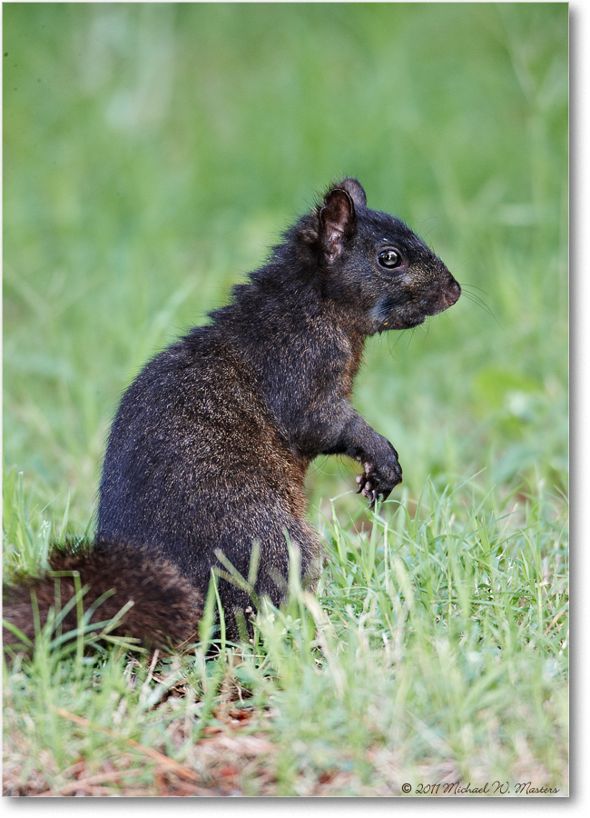 BlackSquirrel-ChincoNWR-2011June_S3A7692-1