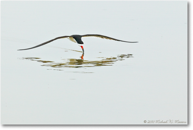 Black-NeckedSkimmer_ChincoNWR_2003June_1FFT0790