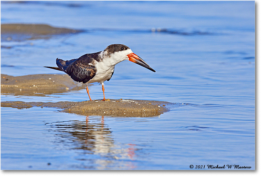 BlackNeckSkimmer_TomsCove_2021Jun_R5A03663 copy