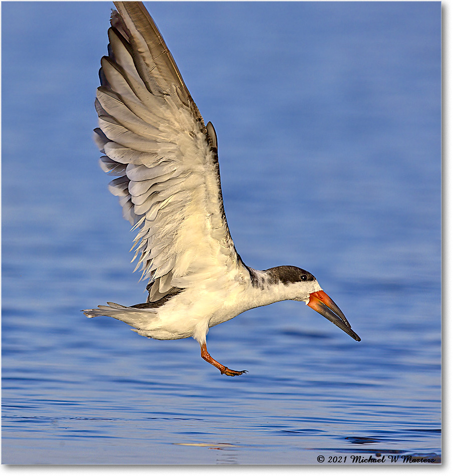 BlackNeckSkimmer_TomsCove_2021Jun_R5A04840-TSm copy