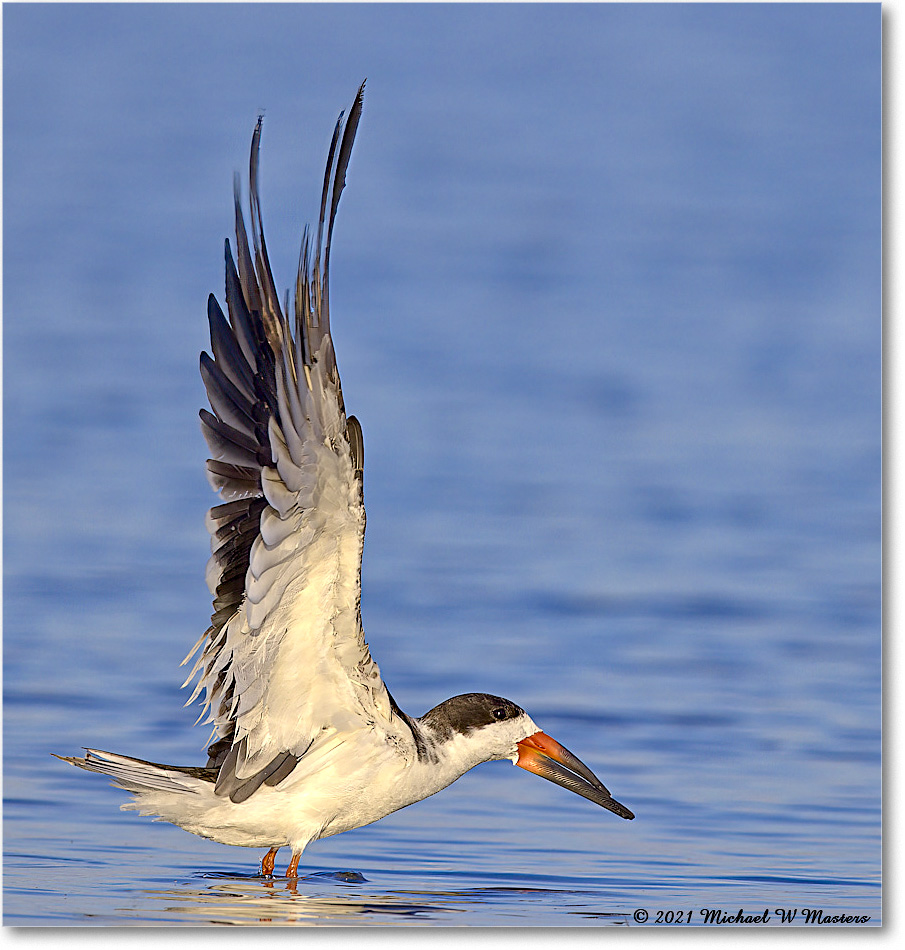 BlackNeckSkimmer_TomsCove_2021Jun_R5A04842--TSm copy