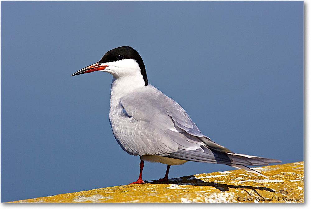 Forster'sTern_Assateague-bridge_2006May_Y2F8164 copy