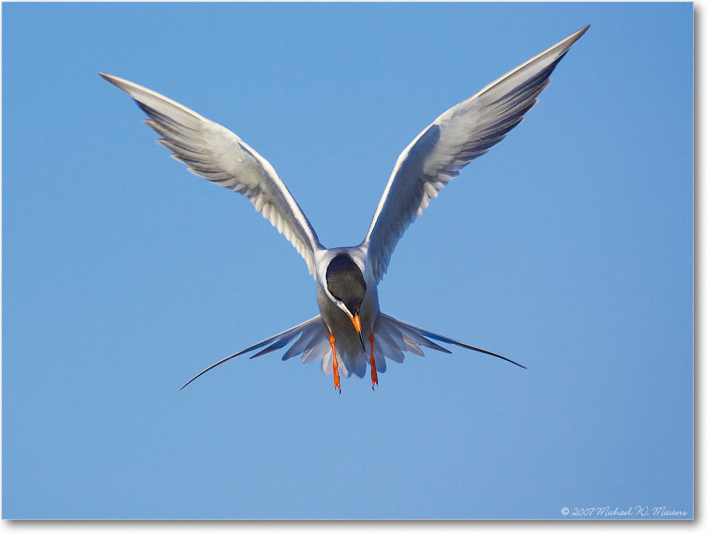 Forster'sTern_ChincoNWR_2007May_Y2F1278