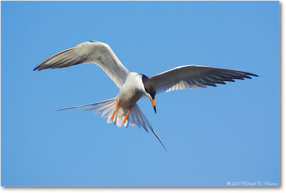 Forster'sTern_ChincoNWR_2007May_Y2F1307