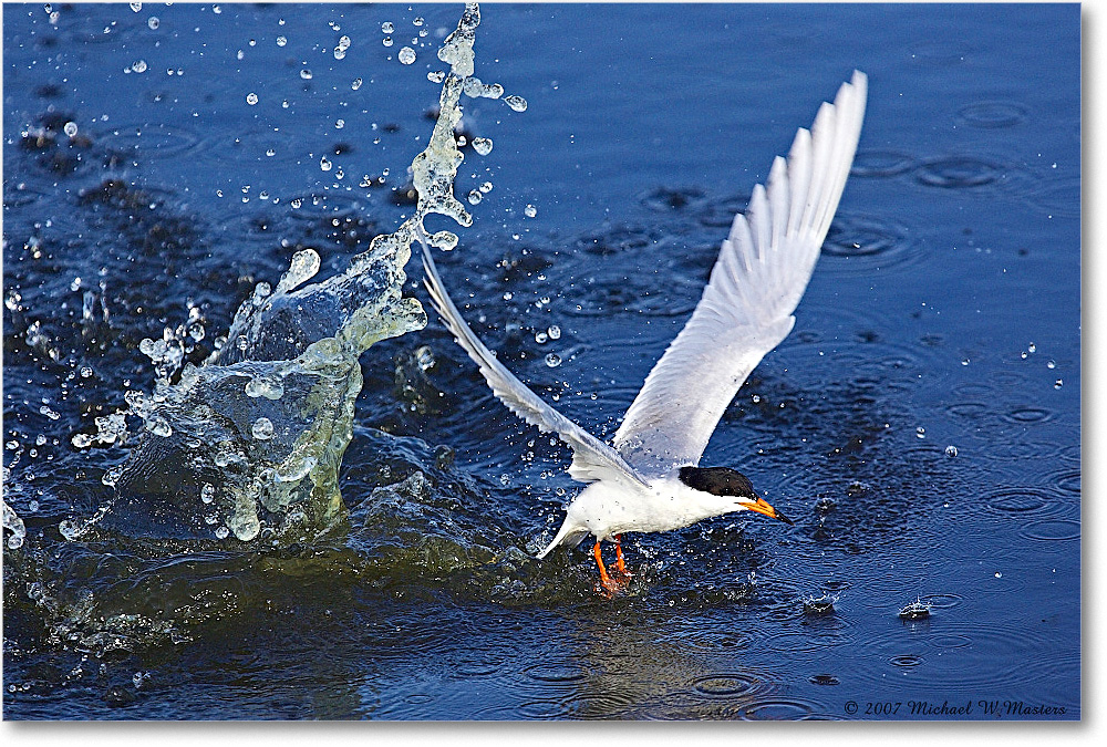 Forster'sTern_ChincoNWR_2007May_Y2F1373 copy