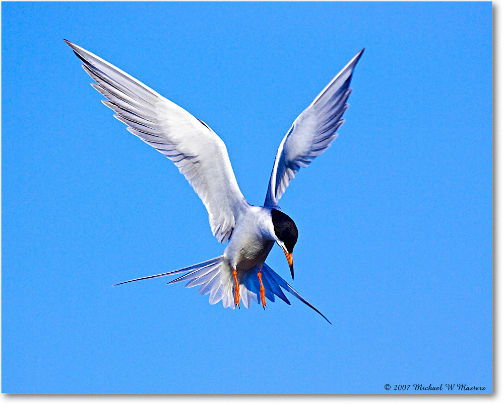 Forster'sTern_ChincoNWR_2007May_Y2F1459