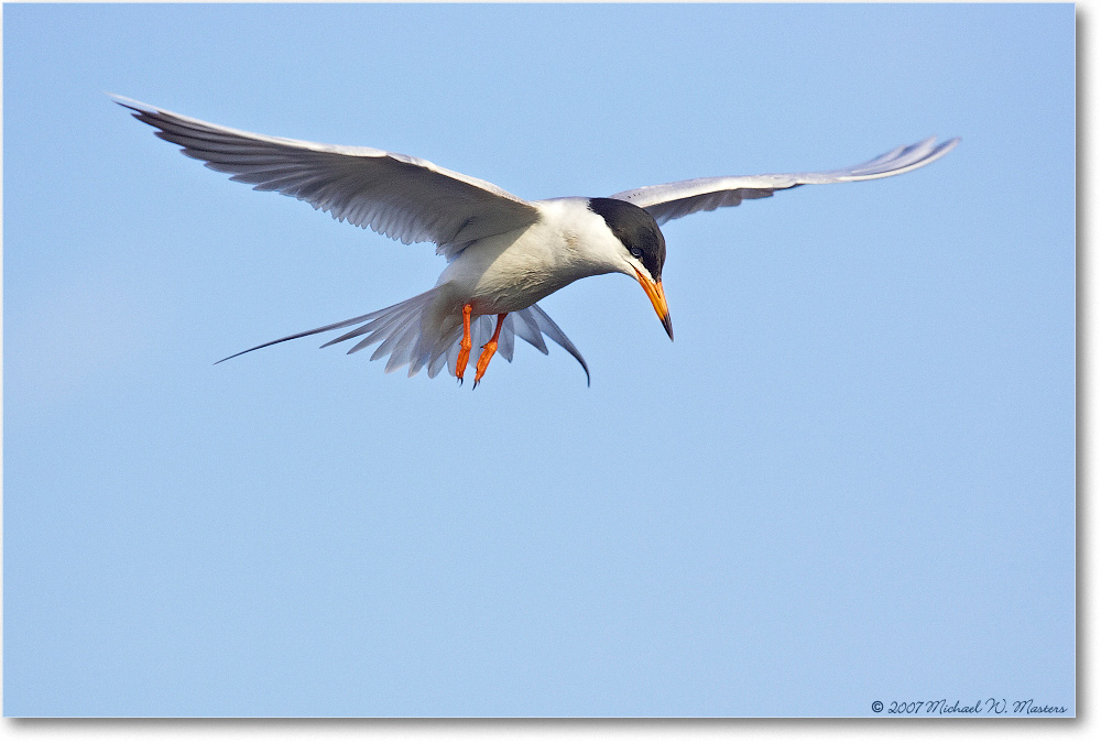 Forster'sTern_ChincoNWR_2007May_Y2F1511