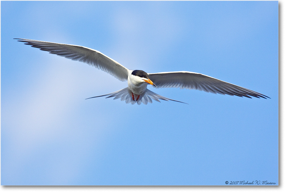 Forster'sTern_ChincoNWR_2007May_Y2F1524