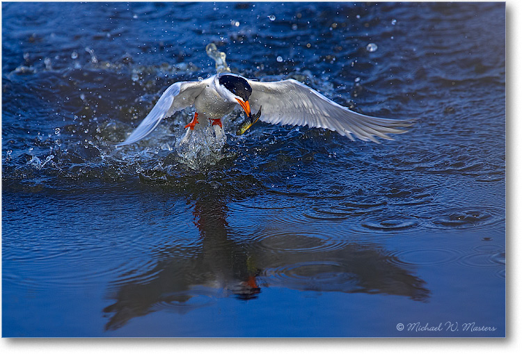 Forster'sTern_ChincoNWR_2007May_Y2F1590