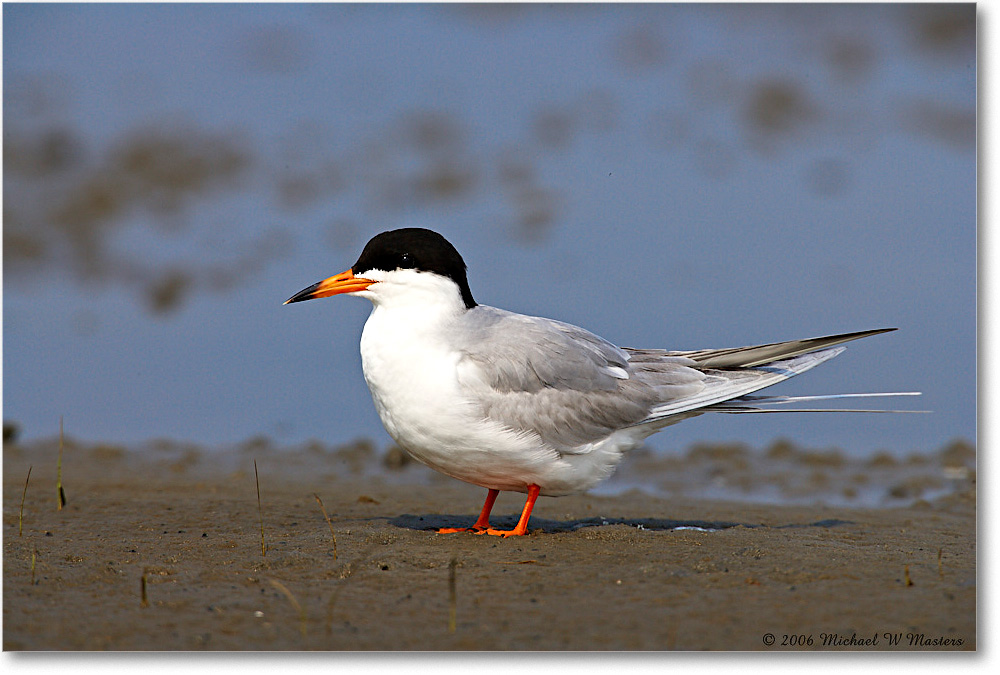 Forster'sTern_LittleTomsCove_2006May_E0K8325 copy