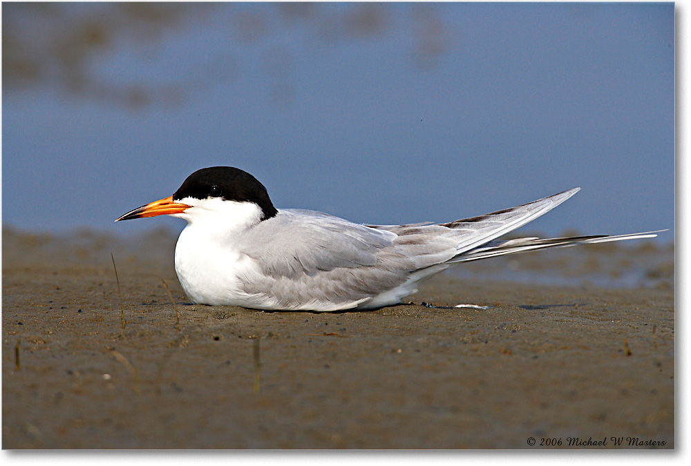 Forster'sTern_LittleTomsCove_2006May_E0K8352 copy