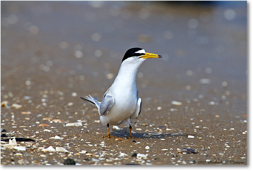 LeastTern_LittleTomsCove_2007May_E0K0777 copy