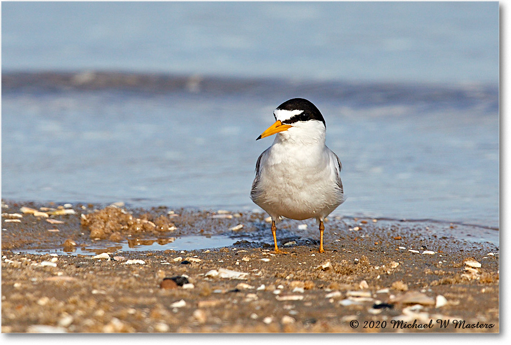 LeastTern_LittleTomsCove_2020Jun20_3DXA4752 copy