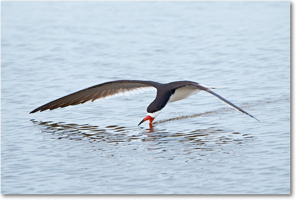 Skimmer-ChincoNWR-2012June_D4B1581 copy