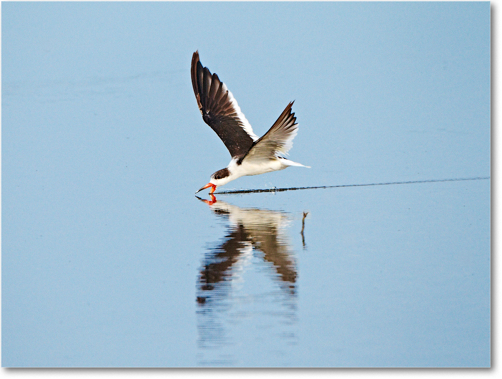 Skimmer-ChincoNWR-2012June_D4B1668 copy