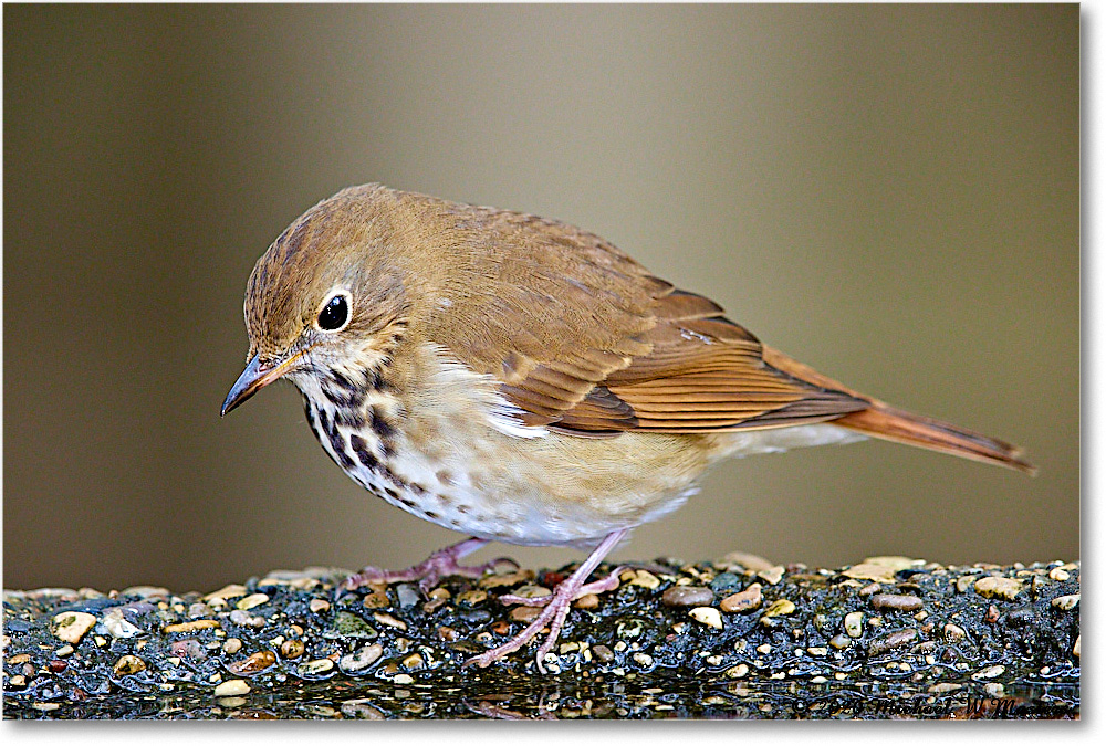 HermitThrush_2020Oct_R5B00462 copy