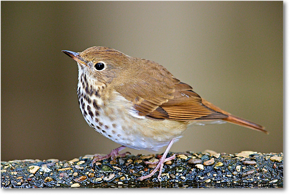 HermitThrush_2020Oct_R5B00470 copy