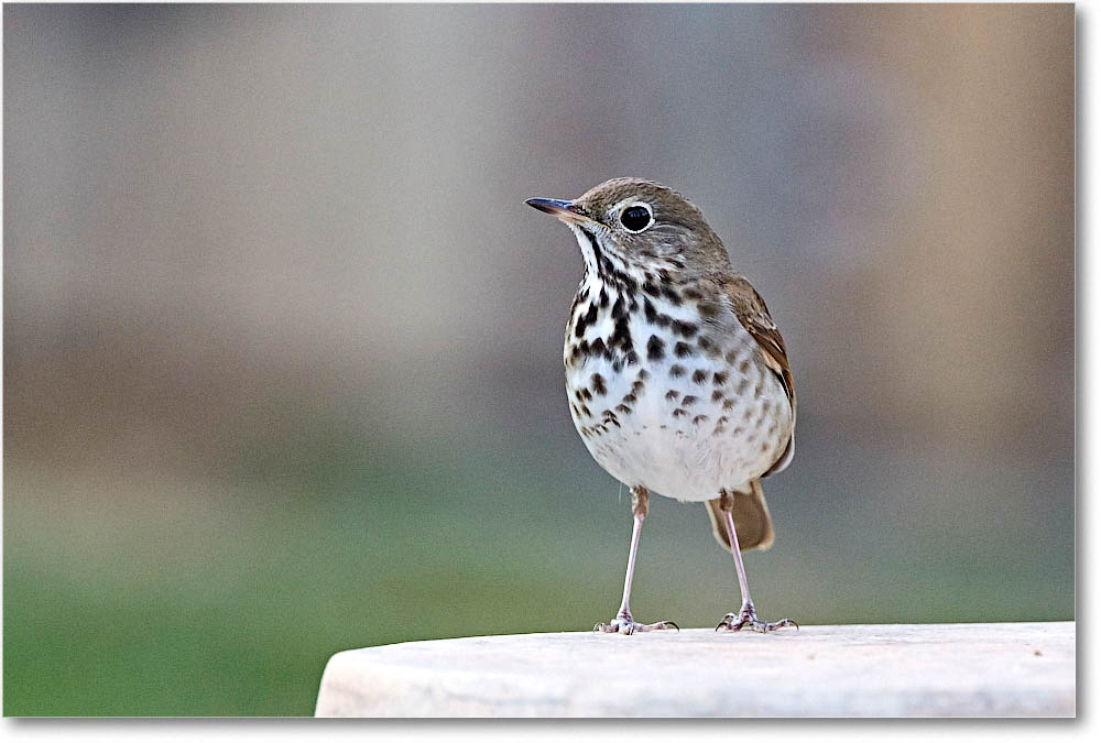 HermitThrush_Virginia_2016Mar_D5A2093 copy2