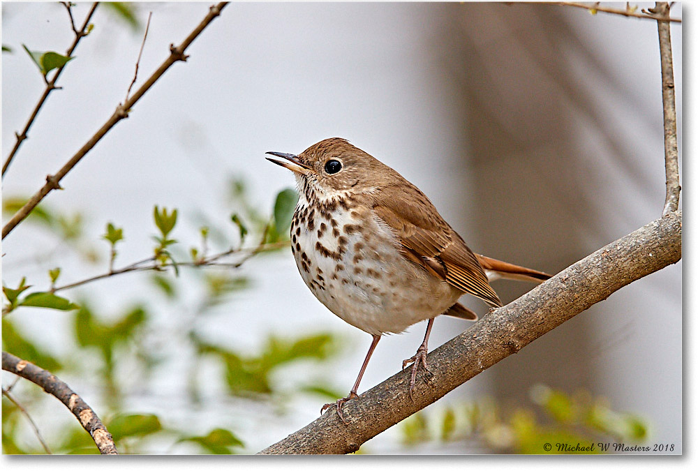 HermitThrush_Virginia_2018Apr_3DXA4592 copy