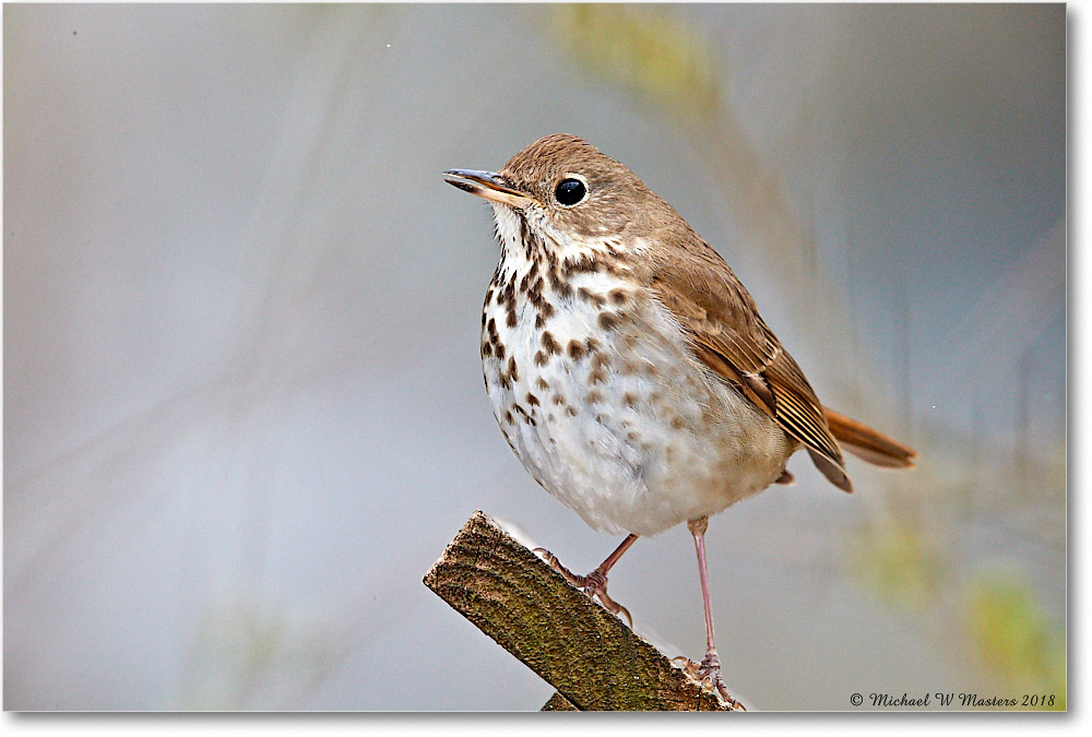 HermitThrush_Virginia_2018Apr_3DXA4621 copy