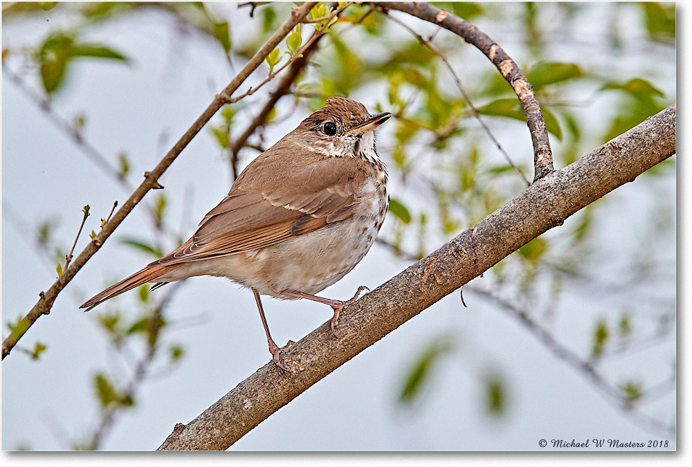 HermitThrush_Virginia_2018Apr_3DXA4639 copy