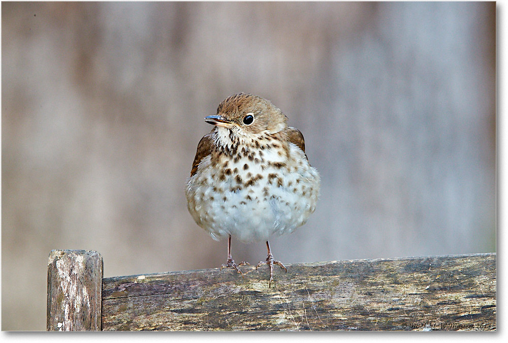 HermitThrush_Virginia_2018Mar_3DXA4334 copy