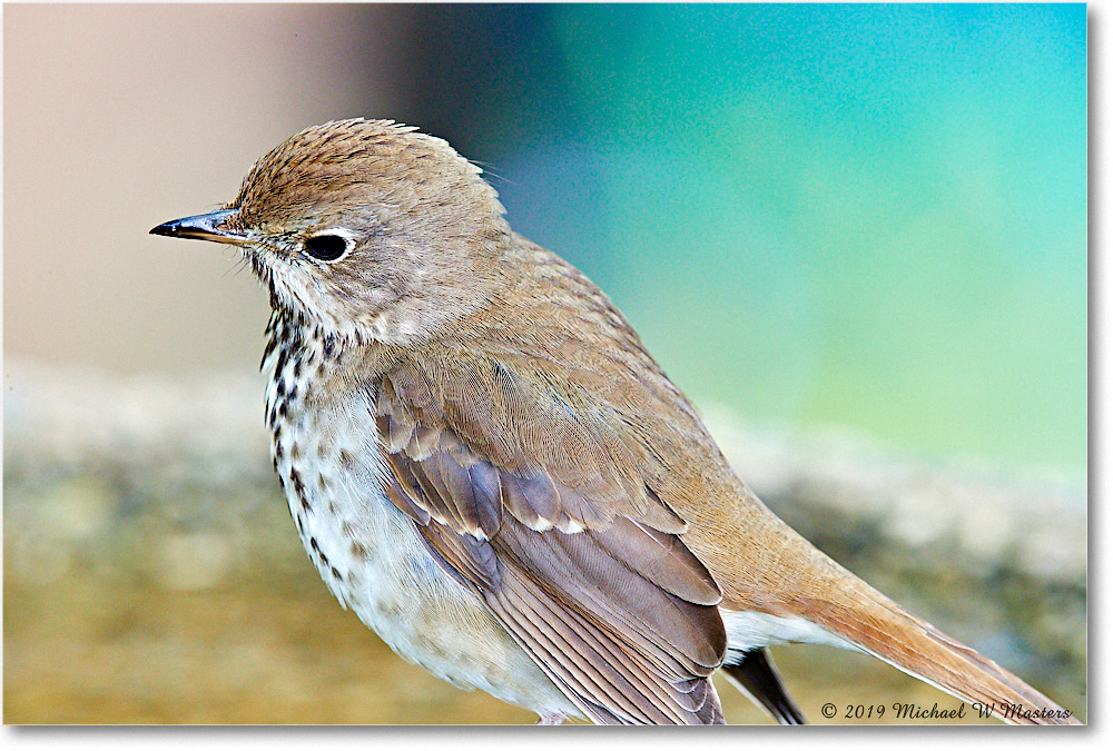 HermitThrush_Virginia_2019Apr_3DXA2575 copy