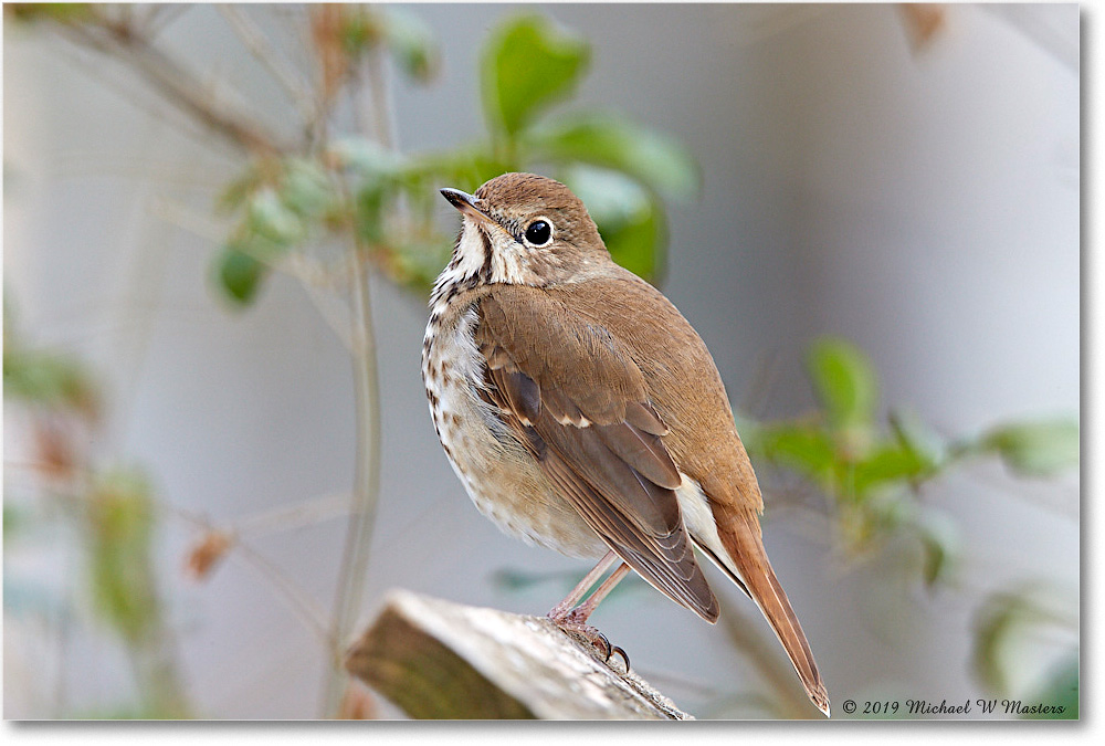 HermitThrush_Virginia_2019Mar_3DXA2151 copy