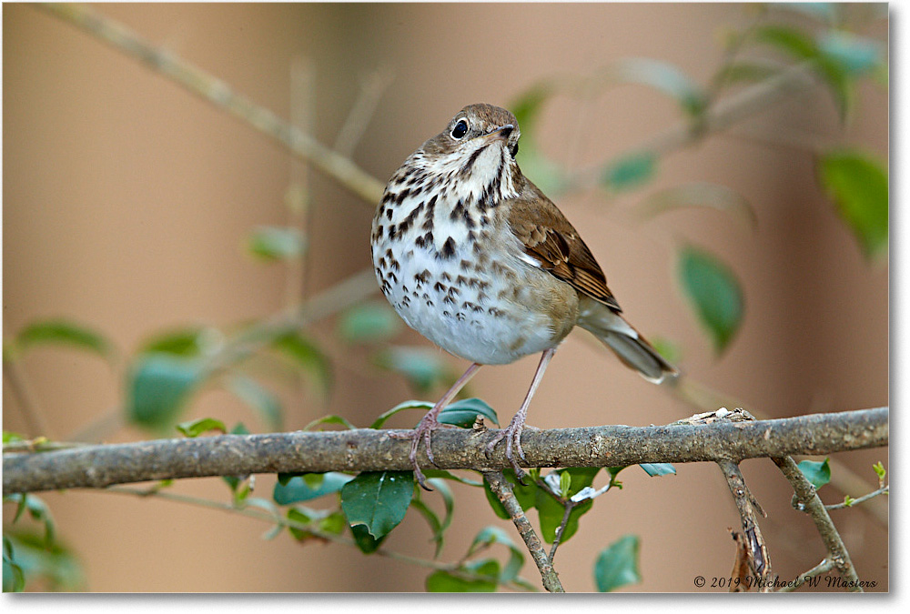 HermitThrush_Virginia_2019Mar_3DXA2211 copy