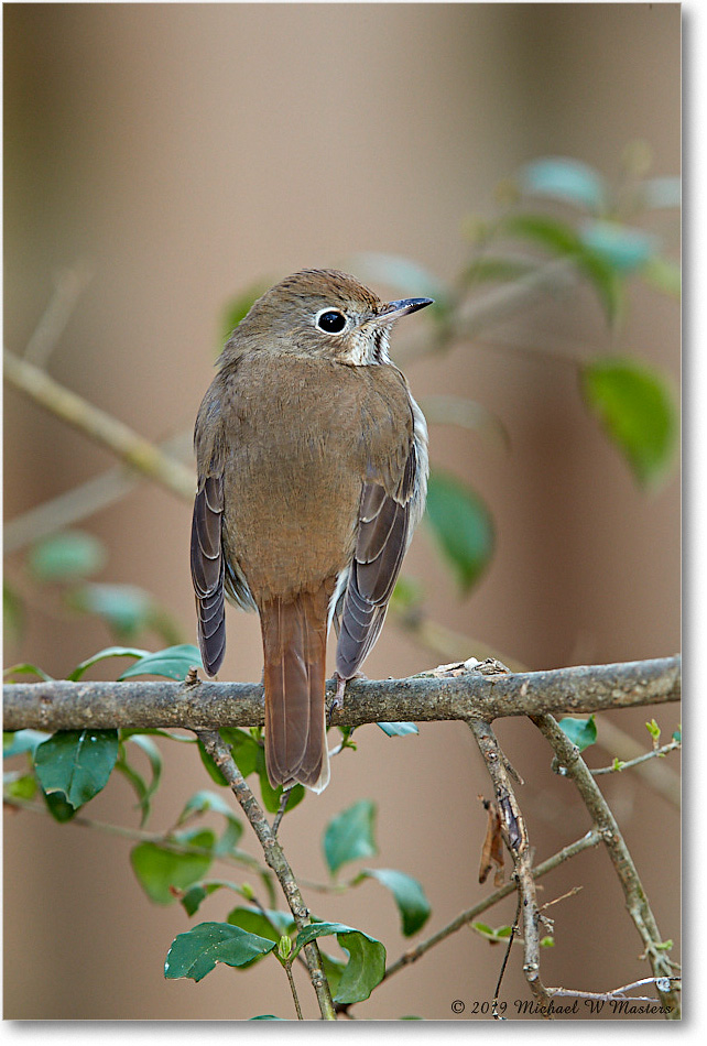 HermitThrush_Virginia_2019Mar_3DXA2218 copy