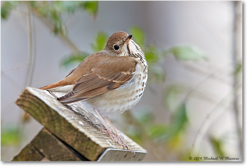 HermitThrush_Virginia_2019Mar_3DXA2288 copy