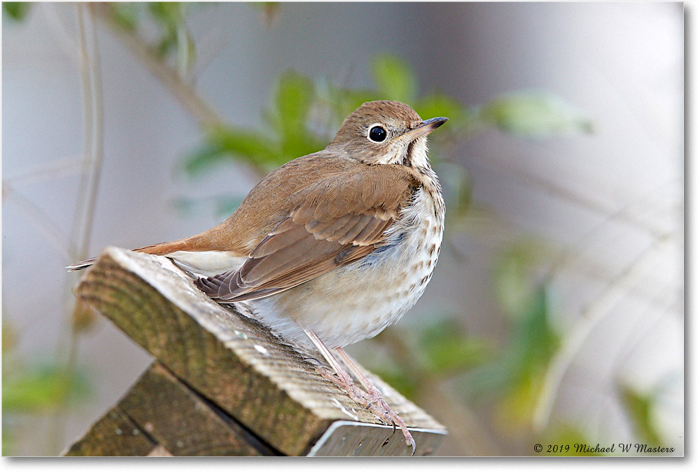 HermitThrush_Virginia_2019Mar_3DXA2317 copy