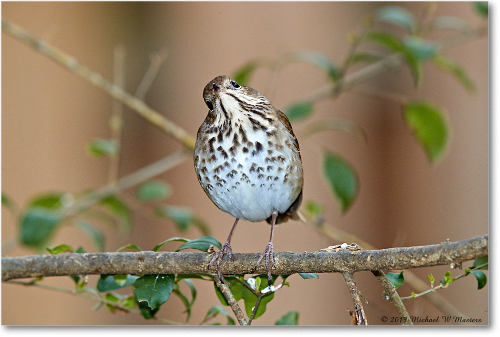 HermitThrush_Virginia_2019Mar_3DXA2329 copy